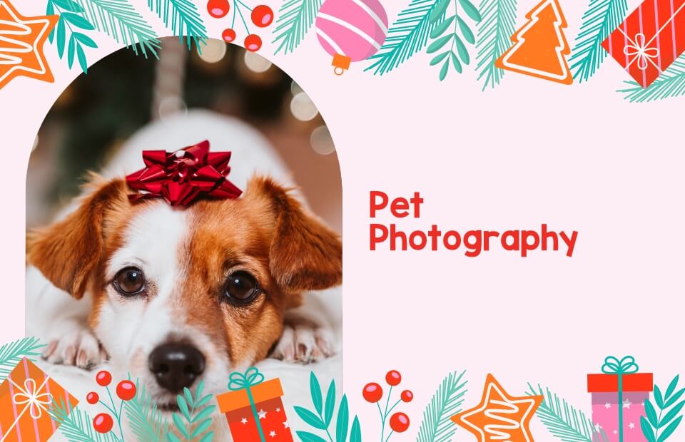 Pet Photography