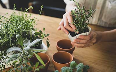 Create a window sill herb garden for Mum